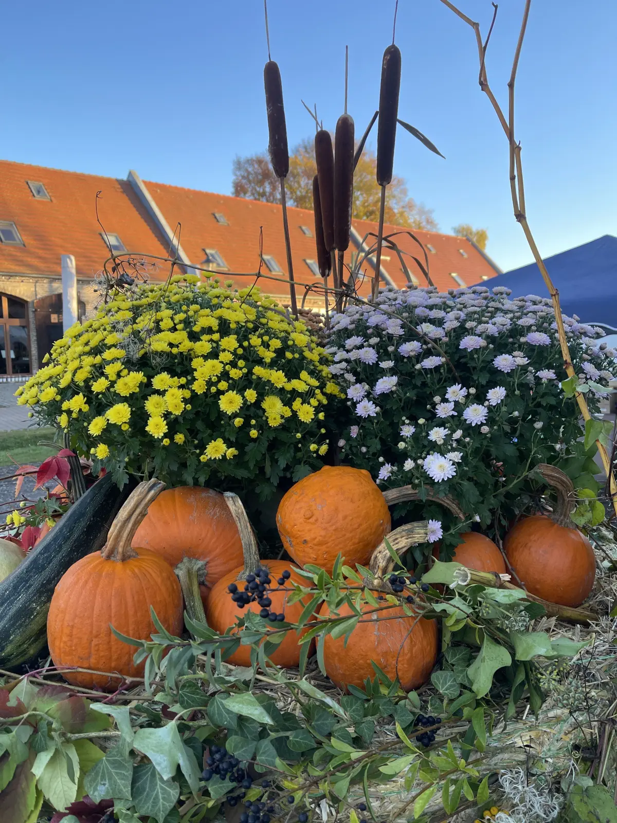 Kürbisse gehören unbedingt zur Dekoration für den Herbst und als geschnitzte Varianten zum Halloweenfest.