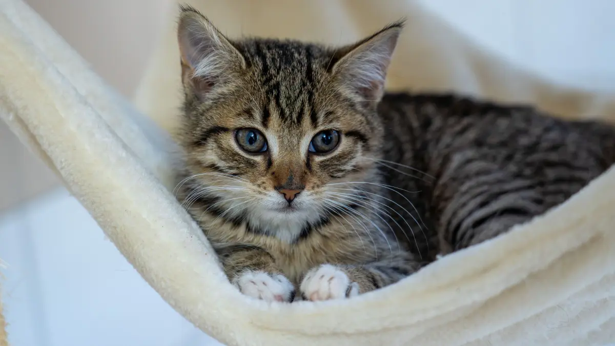 Tierheim Schwedt: Schwedt, 15.10.2026: Die Kittten Lotti (Foto) und Karotti kamen ebenfalls als Fundtiere ins Tierheim Schwedt.