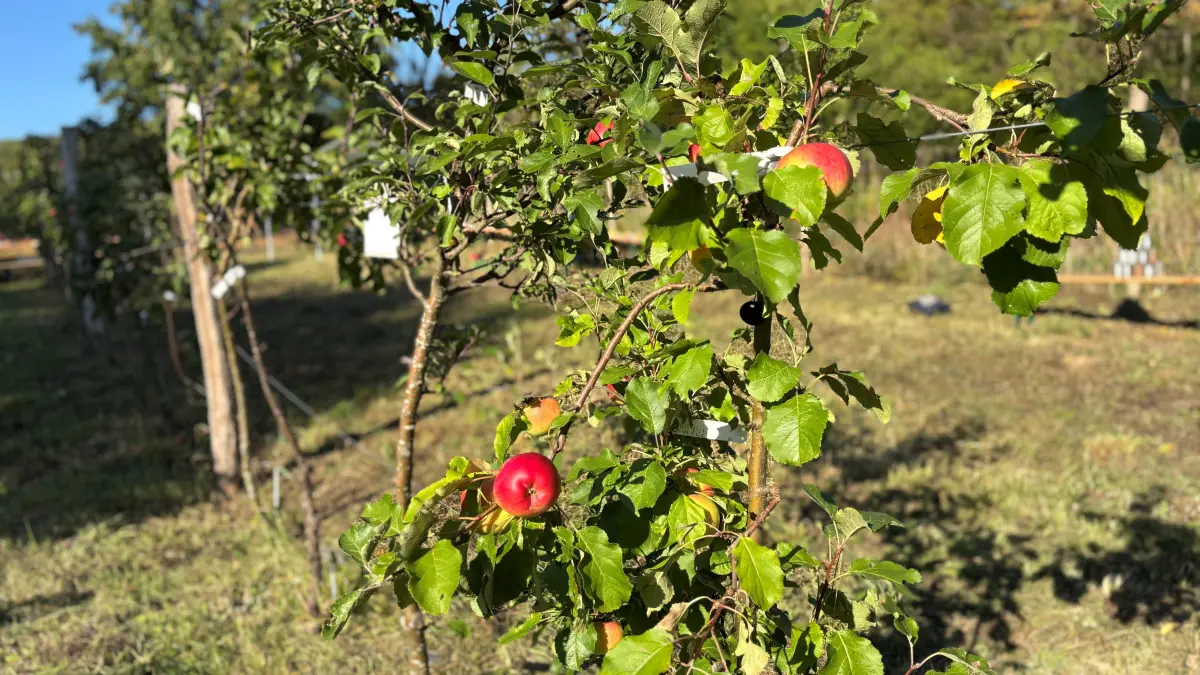 In Luisenfelde entsteht ein Sortengarten mit besonderen Apfelraritäten. Die Bäume wurden vor der Rodung gerettet und sollen hier wachsen und vermehrt werden. Das Projekt sucht Mitstreiter.