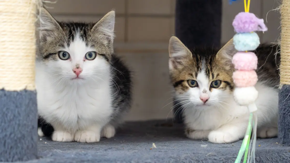 Tierheim Schwedt: Schwedt, 15.10.2026: Die Kittten Christoph und Sven (v.l.) wurden vermutlich ausgesetzt und von Tierschützern gerettet. Nun werden neue Familien für die jungen Katzen gesucht.