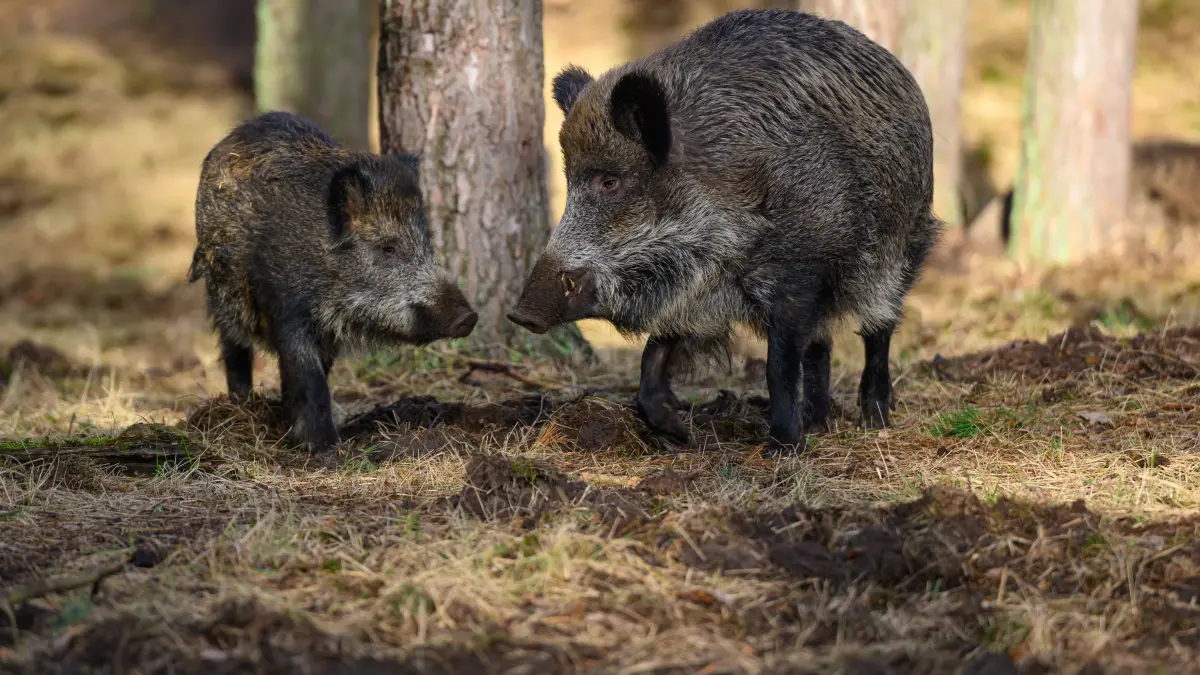 Wildschweine machen derzeit Bad Saarow unsicher. Auch Biber, Waschbären und Nutria sorgen für Ärger im Kurort. (Symbolbild)