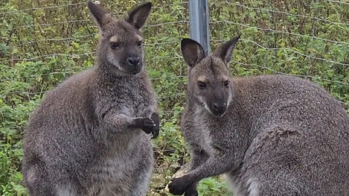 Wird vermisst: Känguru Skippy (rechts) aus Petershagen mit seiner Mama Kimba