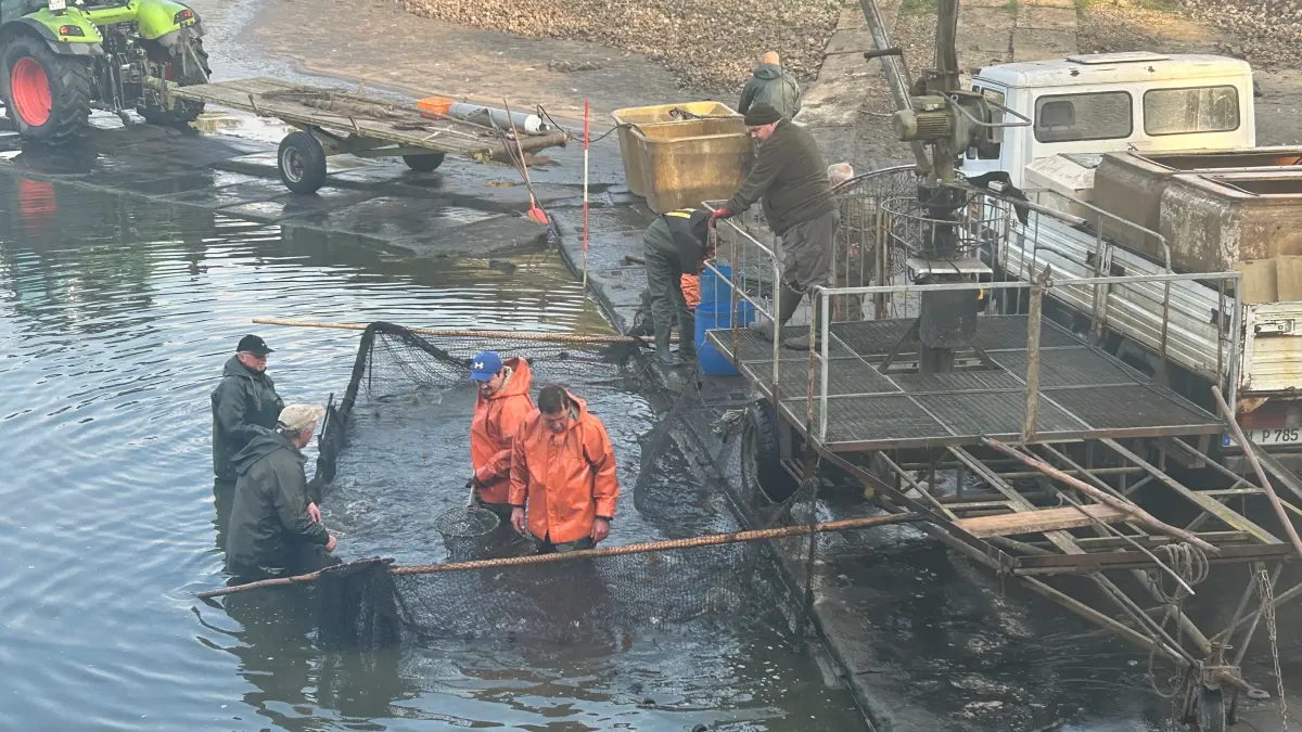 Der große Fischzug an der Blumberger Mühle ist wie jedes Jahr ein Erlebnis für die ganze Familie.