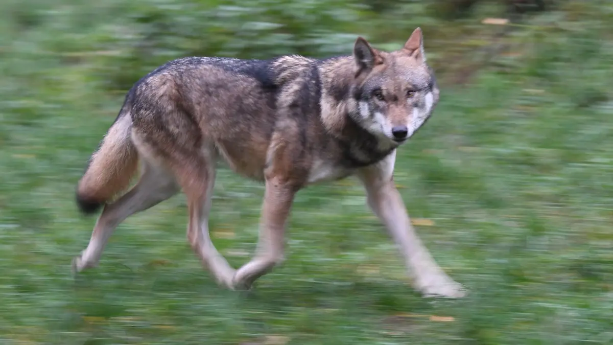 Wolf : Ein Wolf in seinem Gehege. (zu dpa: «Wolf stirbt bei Zusammenstoß mit Auto auf der B2»)