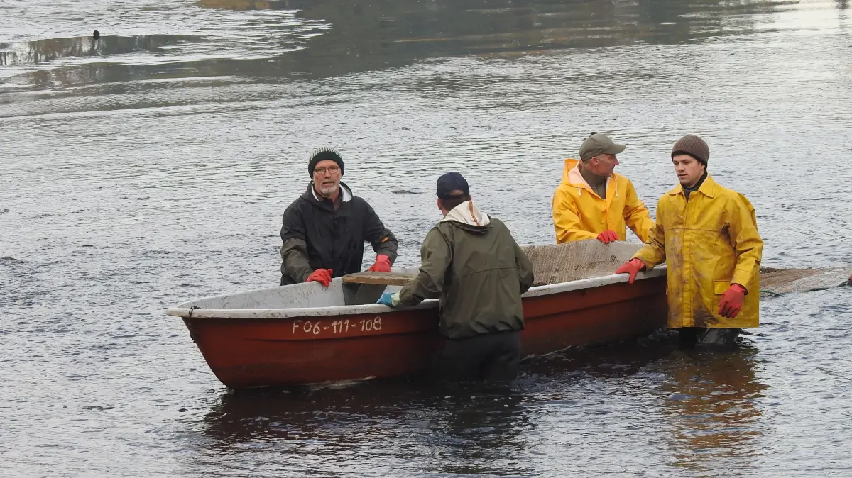 Abfischen in Schwerzko im Jahr 2026: Hüfttief im kalten Wasser: Abfischen in Schwerzko ist Handarbeit und auch das Boot mit dem auslaufenden Netz wird gezogen und geschoben.