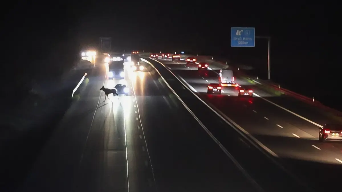 Ein Elch an der A13 sorgt fast für einen Unfall.