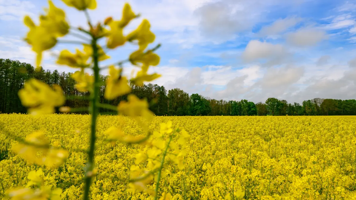 Bald ein seltener Anblick? Ein blühendes Rapsfeld leuchtet gelb im Oderbruch im östlichen Brandenburg.