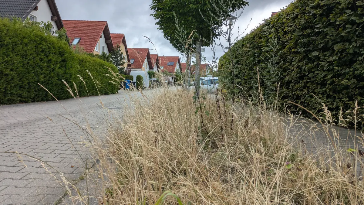 Grünstreifen in der Schlaubestraße in Zepernick Panketal, August 2026