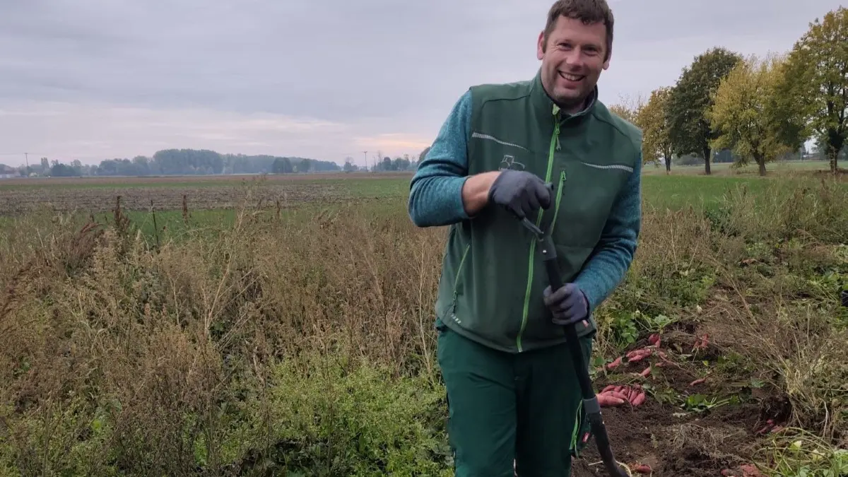 Experiment mit neuem Gemüse: Landwirt Lutz Wercham aus Wilhelmsaue hat erstmals im Oderbruch Süßkartoffeln in aufwendiger Handarbeit angebaut und geerntet. Die regionalen Produkte sind ab sofort im Selbstbedienungshäuschen in der Wilhelmsauer Dorfstraße erhältlich.