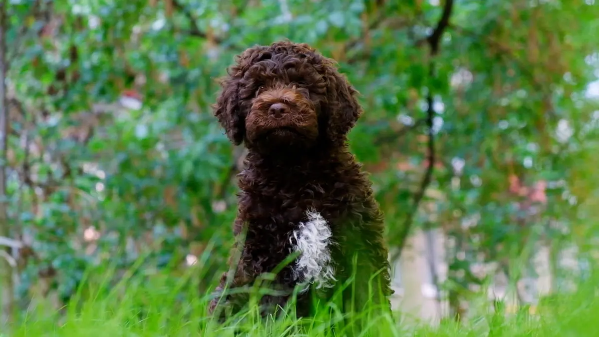 In einem Livestream kann man aktuell sechs Lagotto-Romagnolo-Welpen und ihre Mutter beobachten. (Symbolbild)