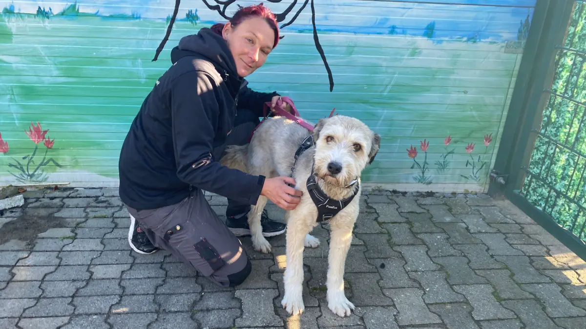 Sucht erneut ein neues Zuhause: der fünfjährige Rüde Dino. Tierheimmitarbeiterin Kathleen Bonack präsentiert den agilen Hund.