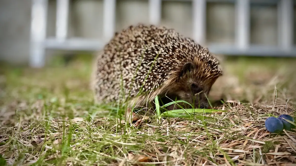 Igel sind im herbstlichen Garten keine Seltenheit. Die stacheligen Gesellen suchen Futter für den Winterspeck. So können Tierfreunde ihnen dabei helfen.