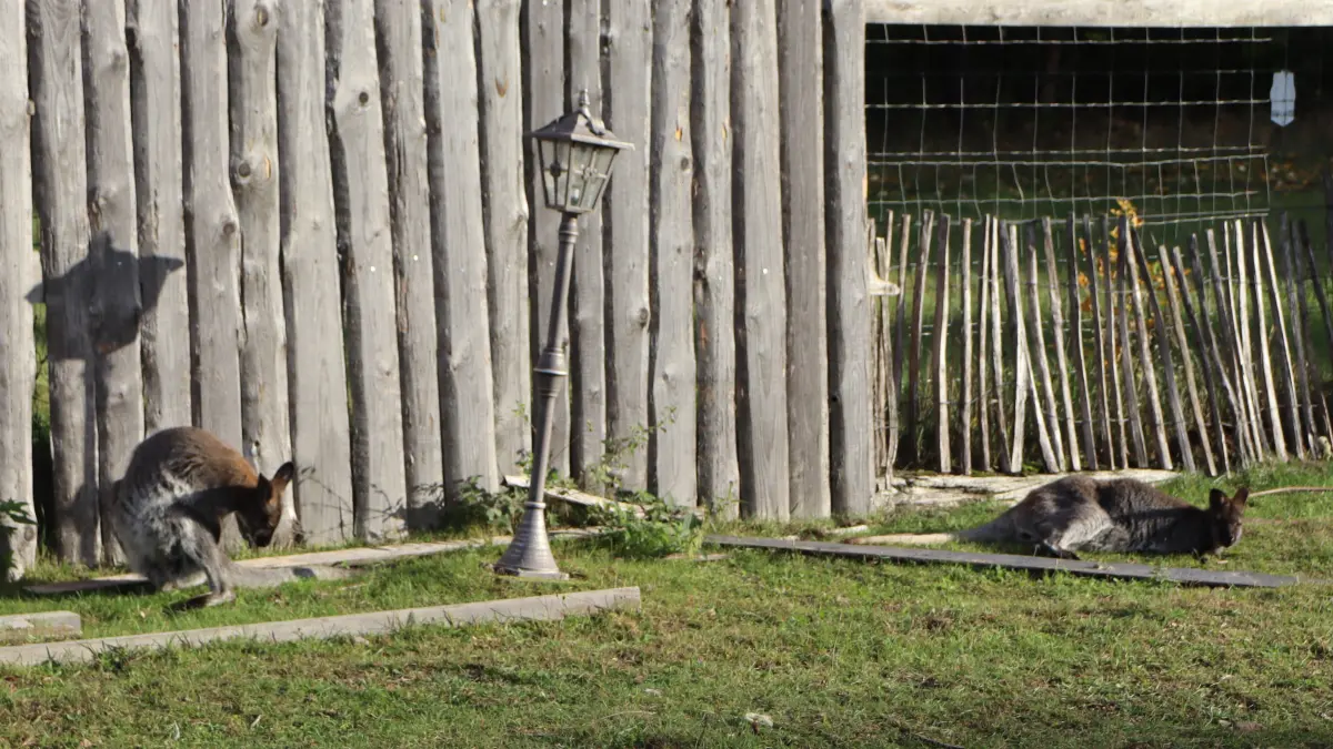 Ausreißer Skippy (links) und seine Mutter daheim auf Leo's Farm in Petershagen: Dem jungen Känguru geht es nach seinem kleinen Abenteuer gut. Doch wie lebt Skippy eigentlich auf dem Hof?