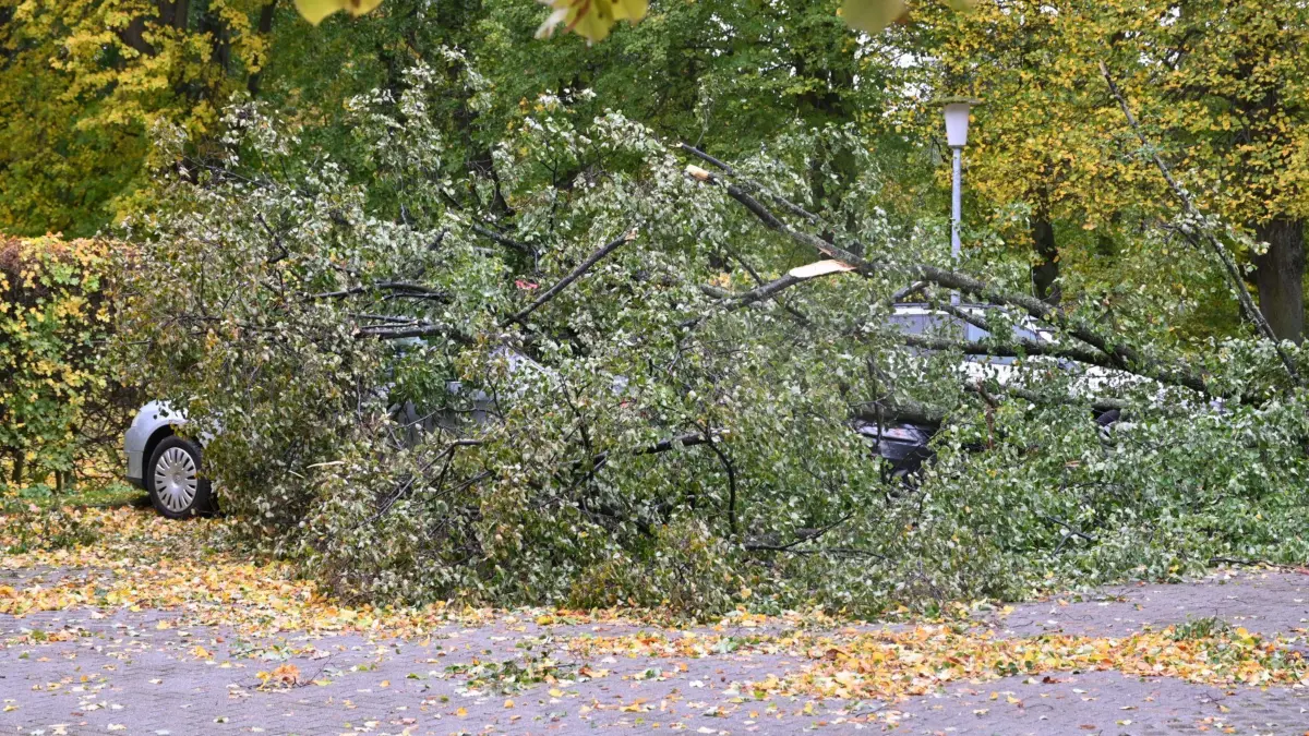 Durch den Herbststurm ist im Humboldthain in Bautzen ein Baum auf Autos gestürzt und hat die Fahrzeuge schwer beschädigt.