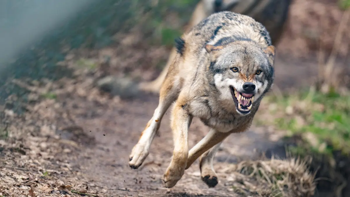 In freier Wildbahn nimmt die Zahl der Wölfe deutschlandweit kontinuierlich zu. Allein in Briescht bei Tauche gibt es Reithofbesitzer Falko Hoffmann zufolge drei Rudel (Symbolbild).