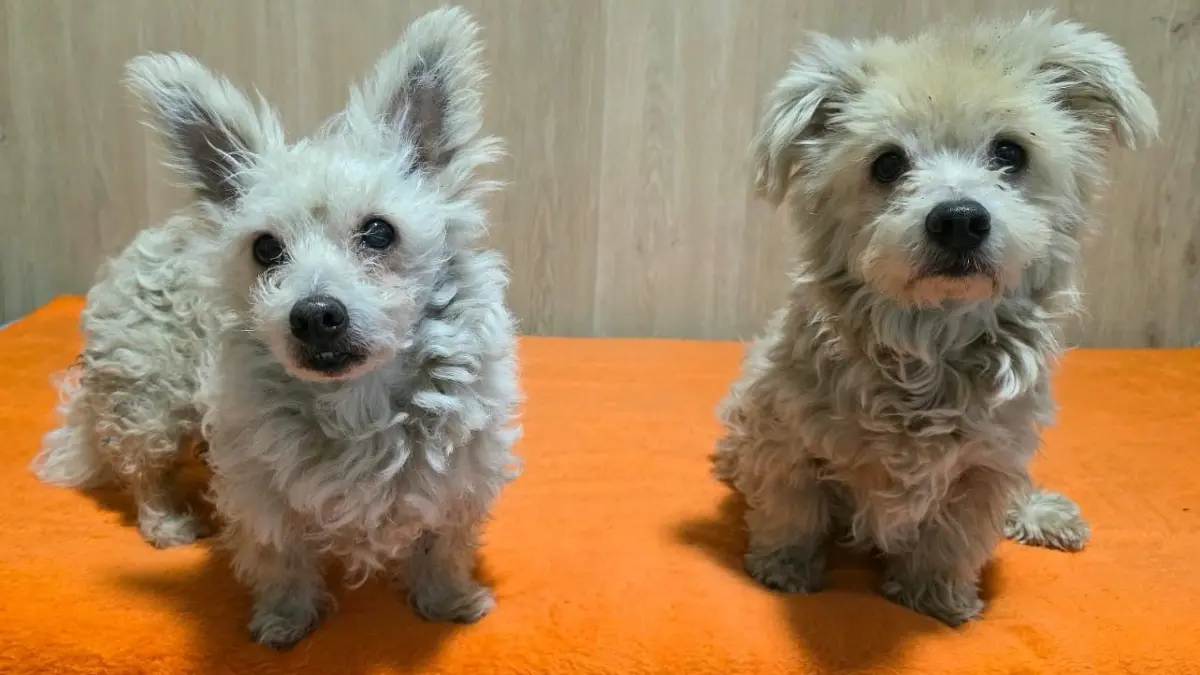 Suchen auf ihre alten Tage ein neues Zuhause: die 13-jährigen Bolonka-Terrier-Mischlinge Susi (links) und Teddy.
