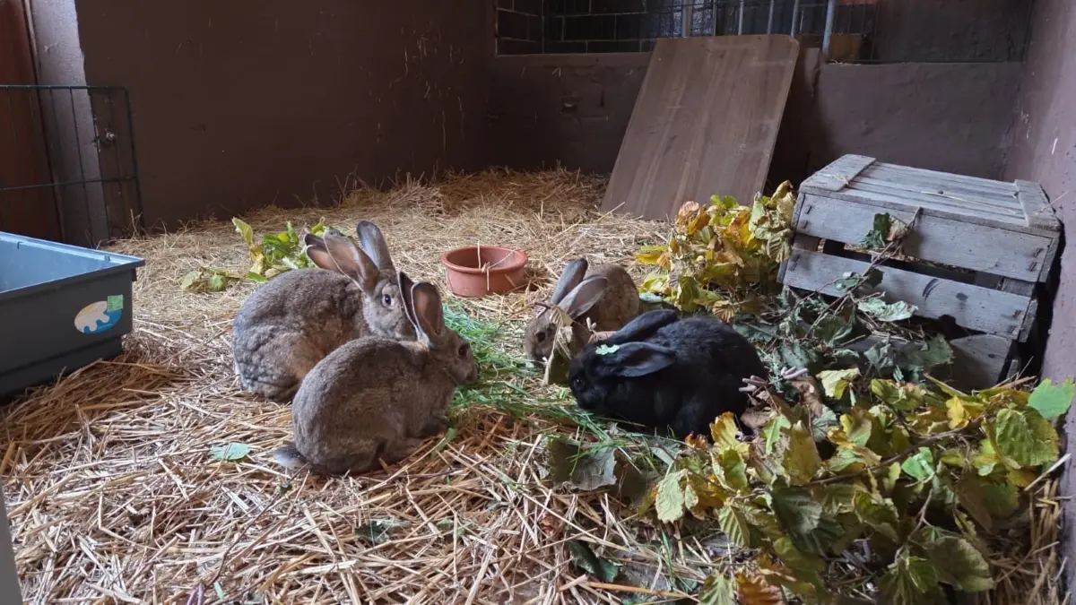 Sind aus einem Messihaushalt zu vermitteln: diese Kaninchen. Im Tierheim geht es ihnen wieder deutlich besser.